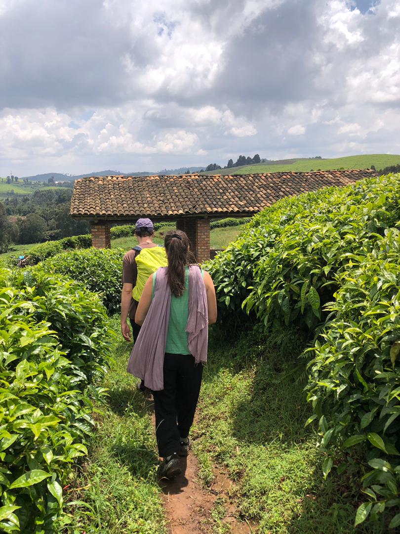 Panoramic viewpoint over Teza tea plantations